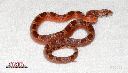 Pied-sided Bloodred (no-white) 14" Male for sale by South Mountain Reptiles