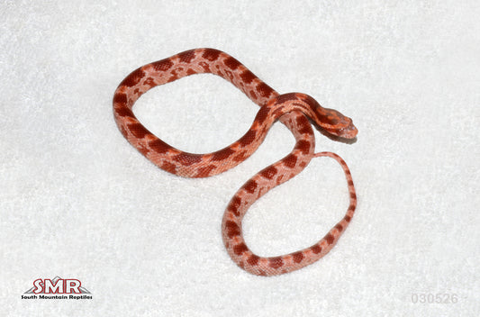 Cherry Amel 13" FEmale for sale by South Mountain Reptiles