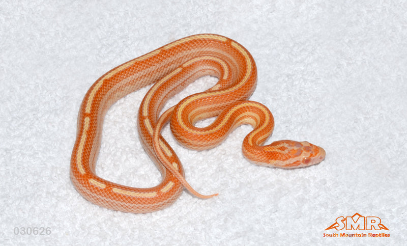 Tessera Buf Motley Amel Caramel 14" male for sale by South Mountain Reptiles