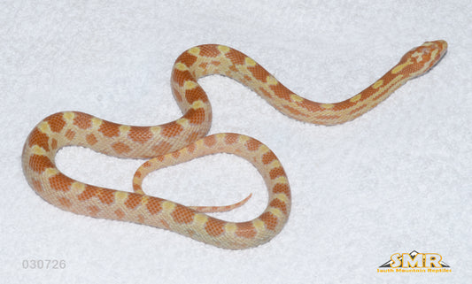 Buf Butter 16" Male for sale by South Mountain Reptiles