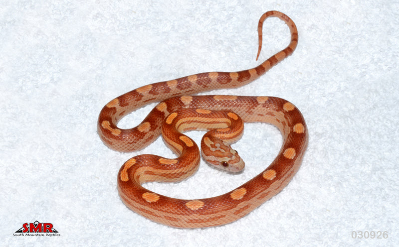 Ultramel Motley, het Caramel 15" Male for sale by South Mountain Reptiles