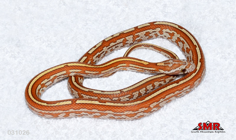 Tessera (possibly Ultra) 17" Female for sale by South Mountain Reptiles