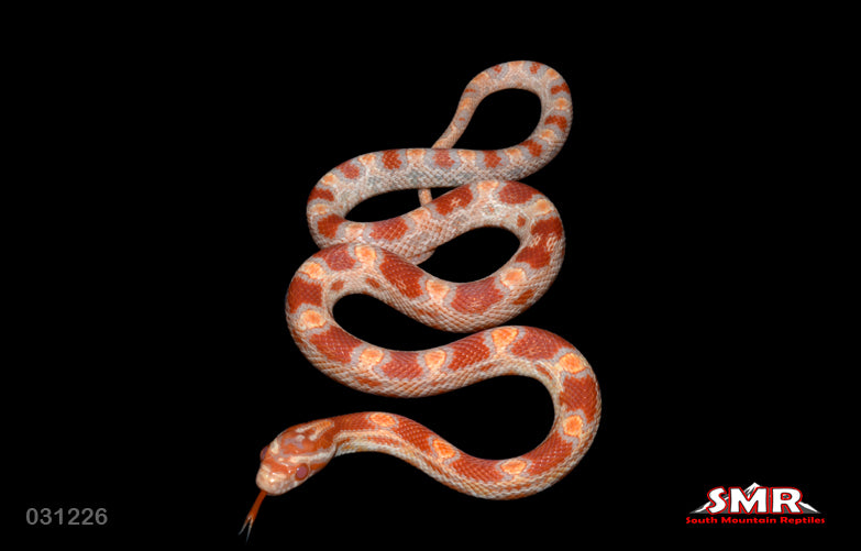 Reverse Okeetee 13" Male for sale by South Mountain Reptiles