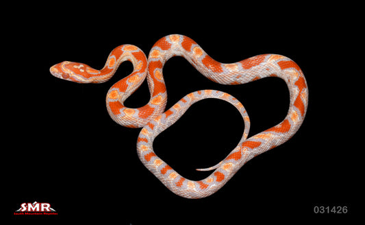 Buf Reverse Okeetee 17" Female for sale by South Mountain Reptiles