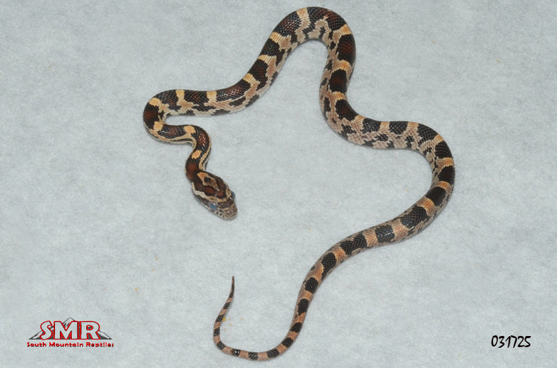 Buckskin Okeetee 12" Male Corn Snake