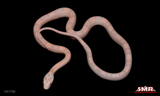 Striped Salmon Snow 15" Male for sale by South Mountain Reptiles