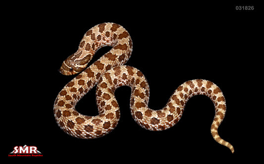 Western Hognose 9" female for sale by South Mountain Reptiles