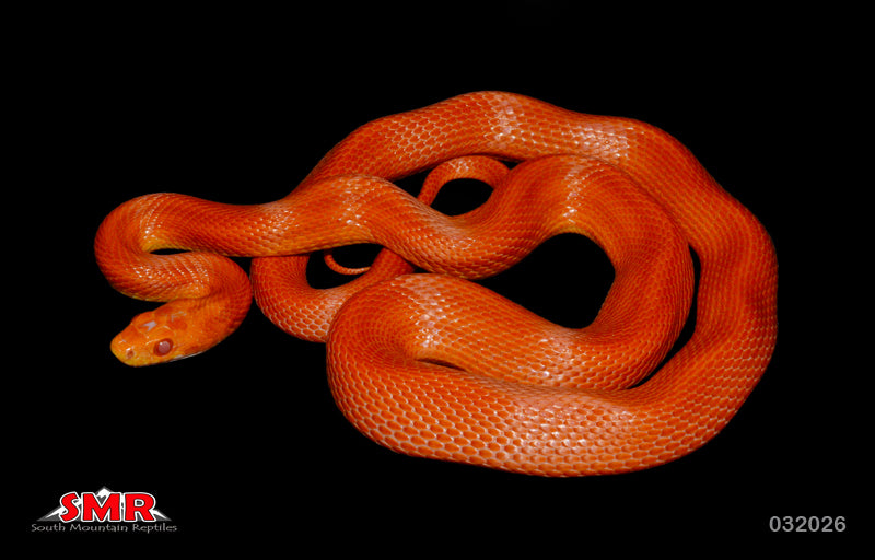 Striped Fire 28" Male for sale by South Mountain Reptiles
