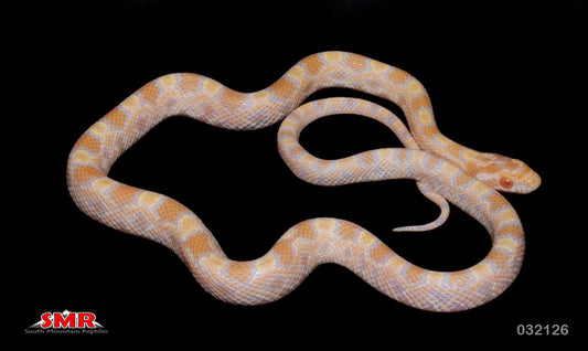 Mandarin Okeetee 15" Male for sale by South Mountain Reptiles