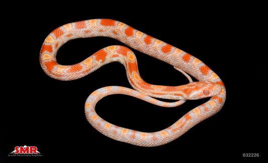 Buf Reverse Okeetee 14" Male for sale by South Mountain Reptiles