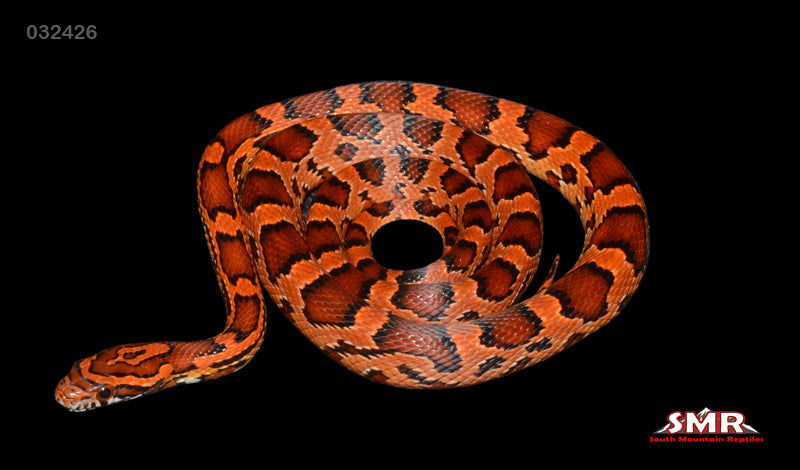 Red Coat Okeetee, Het Lava 20" Female for sale by South Mountain Reptiles