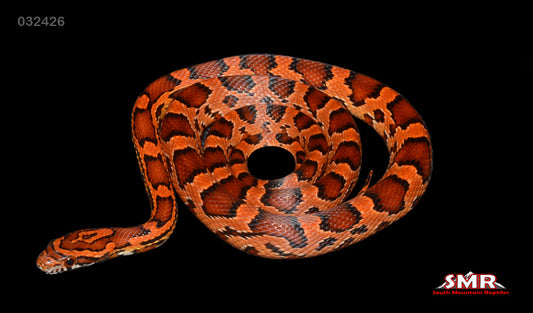 Red Coat Okeetee, Het Lava 20" Female for sale by South Mountain Reptiles