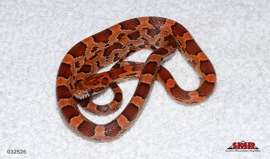 Red Coat Okeetee, Het Lava 17" Female for sale by South Mountain Reptiles