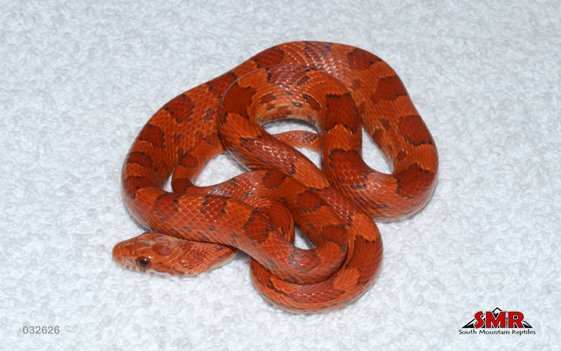Red Coat Lava 18" Male for sale by South Mountain Reptiles