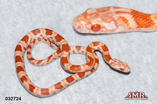 Sunkissed Amel (Inferno) 17" Male