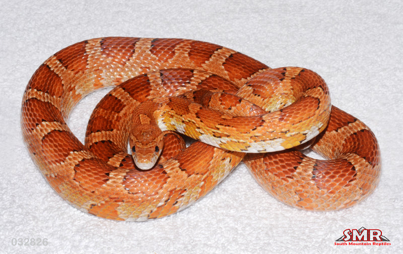 HET Palmetto 35" Female for sale by South Mountain Reptiles