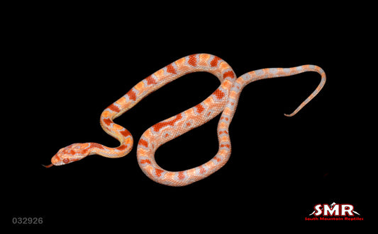 Reverse Okeetee 13" Male for sale by South Mountain Reptiles