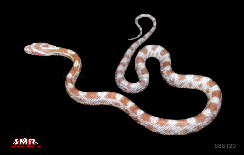 You-Tell-Me, 13" Male for sale by South Mountain Reptiles