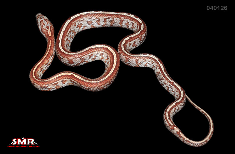 Tessera 15" Female for sale by South Mountain Reptiles