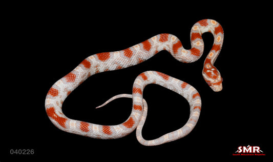 High-white Reverse Okeetee 14" Female for sale by South Mountain Reptiles
