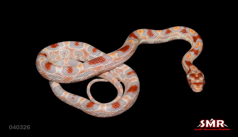 Extreme Reverse Okeetee 12" Male for sale by South Mountain Reptiles