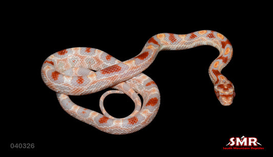 Extreme Reverse Okeetee 12" Male for sale by South Mountain Reptiles