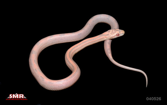 Striped Salmon Snow 12" Female for sale by South Mountain Reptiles