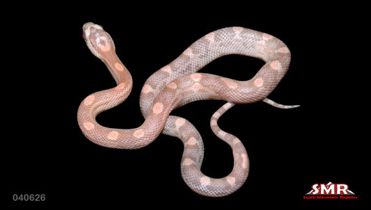 Salmon Snow Motley 12" Female for sale by South Mountain Reptiles