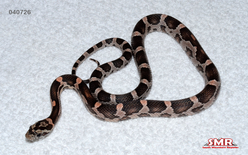 Heliconia 16" male for sale by South Mountain Reptiles