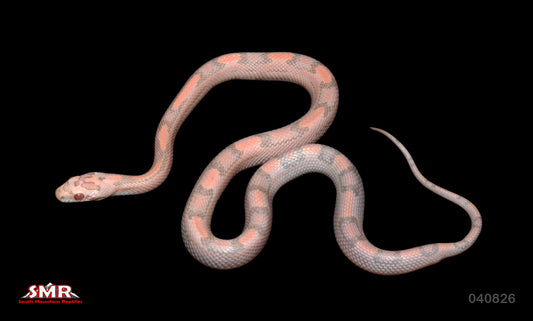 Striped Salmon Snow 13" Male for sale by South Mountain Reptiles