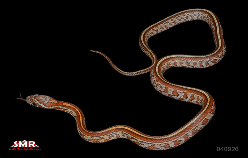 Tessera 15" Female for sale by South Mountain Reptiles