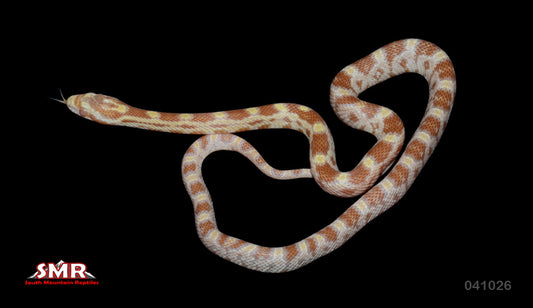 Butter 15" Female for sale by South Mountain Reptiles