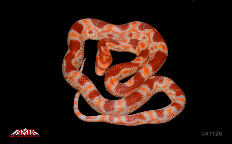 Extreme Reverse Okeetee 15" Female for sale by South Mountain Reptiles
