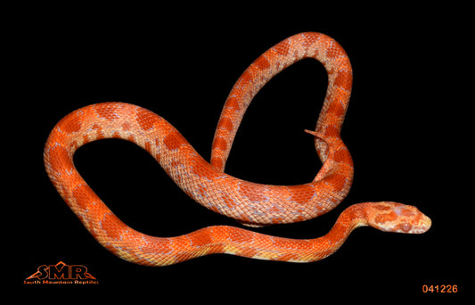 Inferno (Sunkissed Amel) 14" Female for sale by South Mountain Reptiles