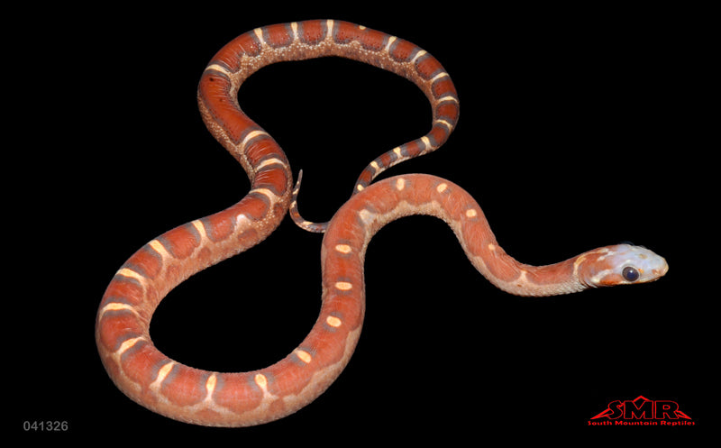 Scaleless Hypo 15" female for sale by South Mountain Reptiles