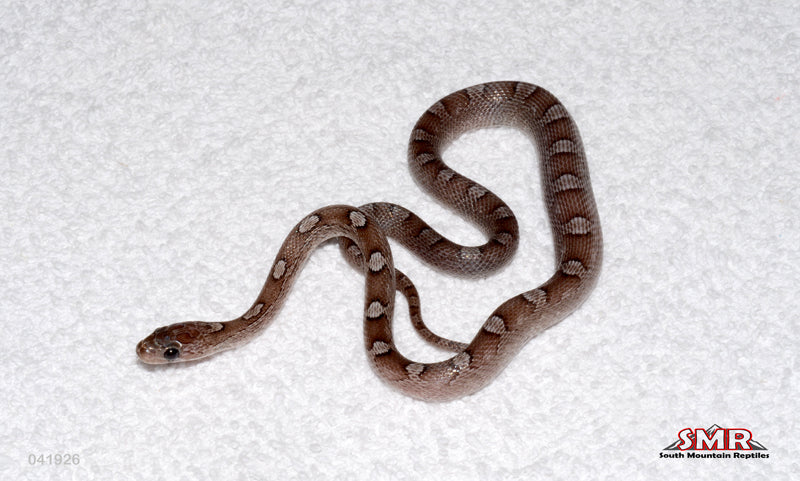 Pewter, het Terrazzo and Hypo 14" Female for sale by South Mountain Reptiles