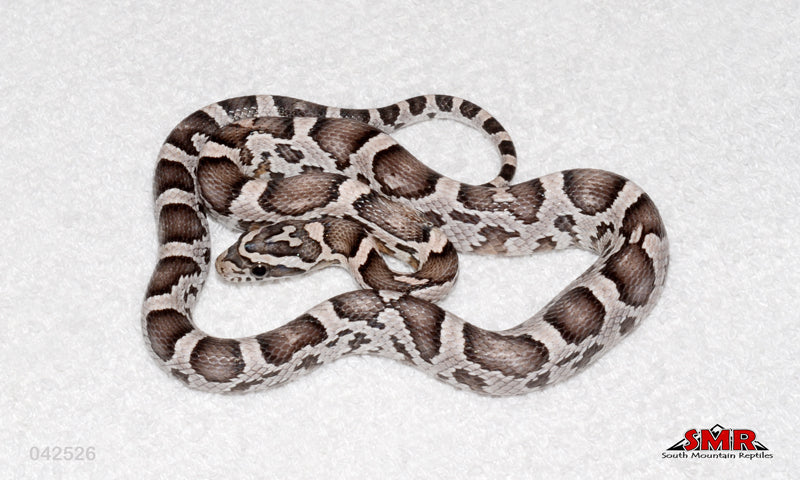 Heliconia 14" male for sale by South Mountain Reptiles