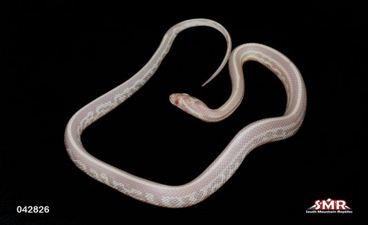 15" Snow Motley Tessera Weirdo 15" Male for sale by South Mountain Reptiles