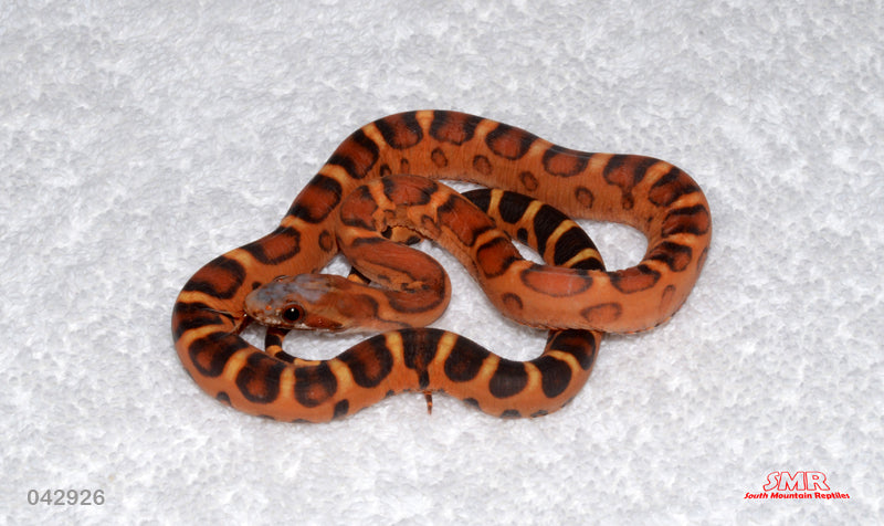 Scaleless Extreme Okeetee 17" Male for sale by South Mountain Reptiles