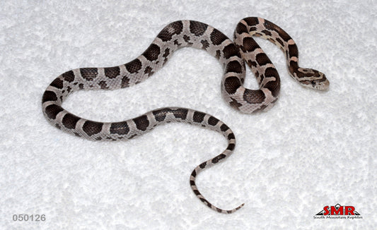 Anery Specter 15" Male for sale by South Mountain Reptiles