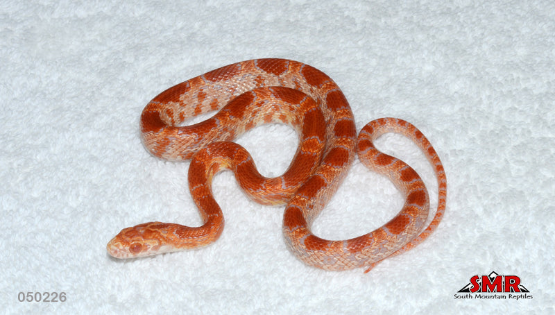 Inferno 16" Male for sale by South Mountain Reptiles