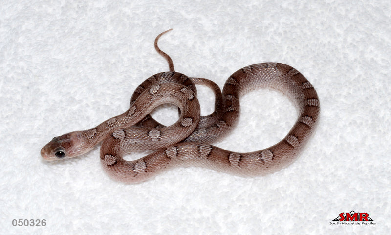 Pewter 14" Male for sale by South Mountain Reptiles