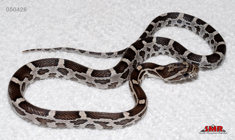 Anery from Specter 15" Male for sale by South Mountain Reptiles