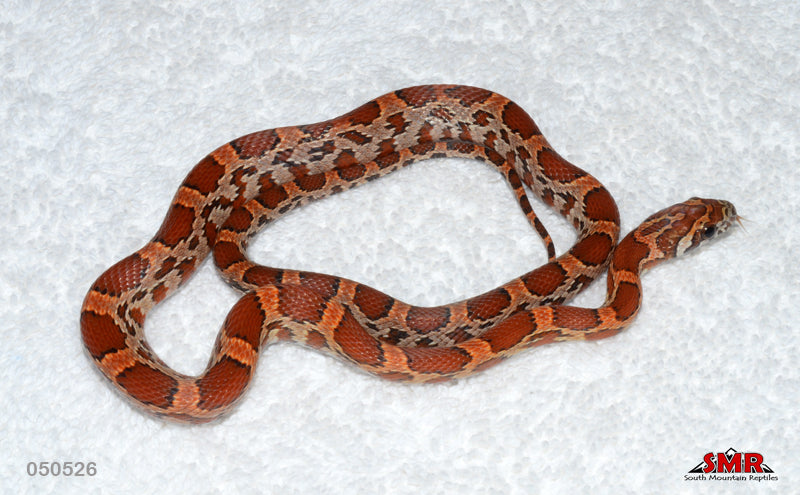 Sunkissed Okeetee 16" Female for sale by South Mountain Reptiles