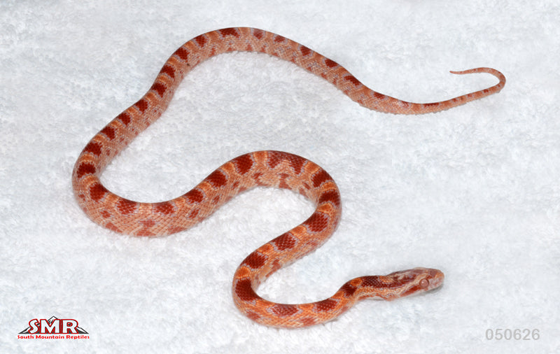 Sunrise Amel 16" Female for sale by South Mountain Reptiles