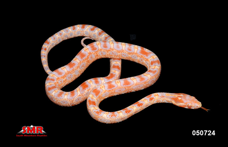 Scaleless Reverse Okeetee 17"  Female