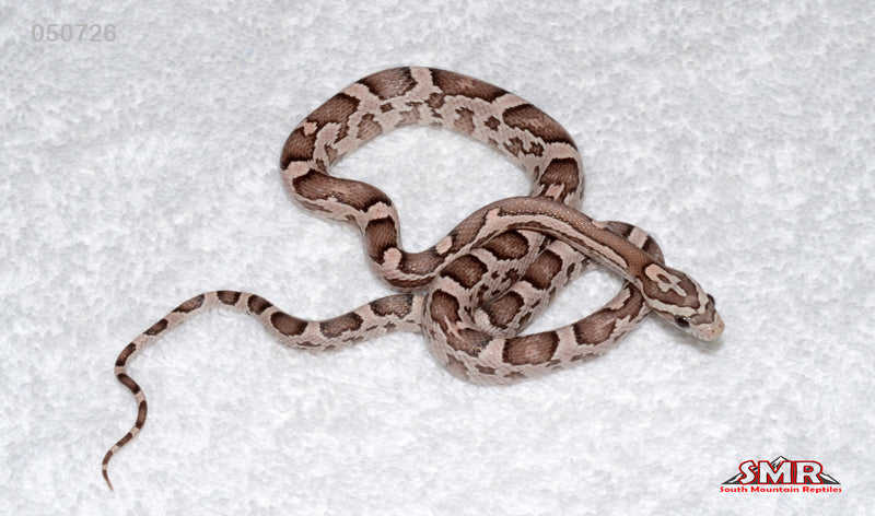 Heliconia Corn Snake 16" Female for sale by South Mountain Reptiles