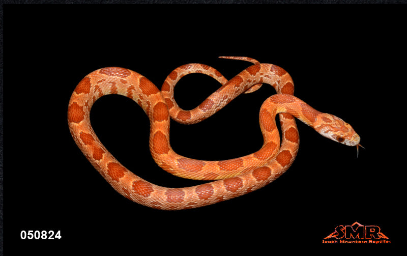 Sunkissed Strawberry 18" Male