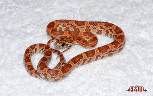 Sunkissed 16" Male for sale by South Mountain Reptiles
