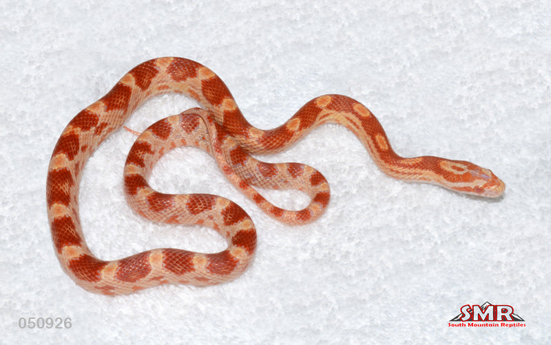 Amel, het Caramel 18" Female for sale by South Mountain Reptiles